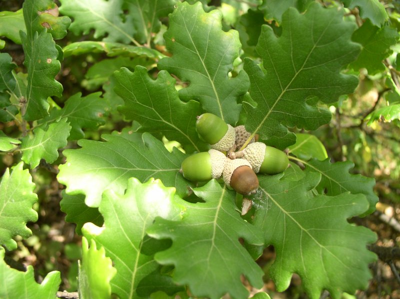 Дуб пушистый Quercus pubescens