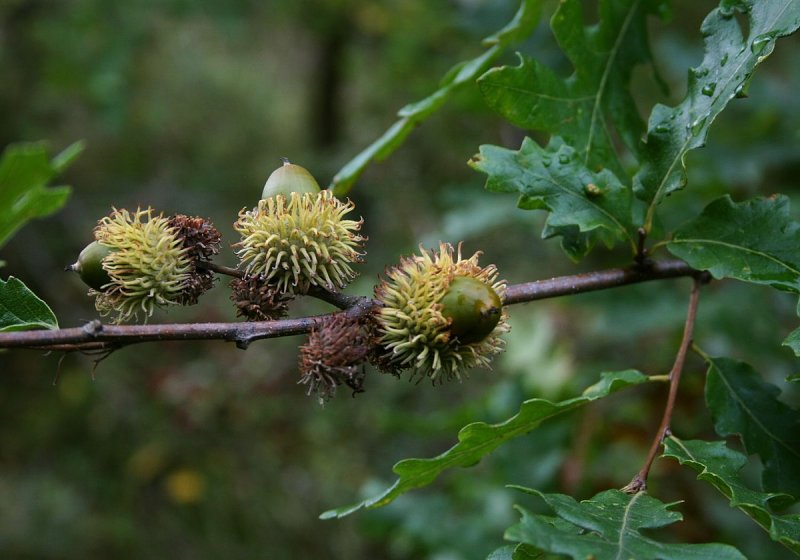Quercus cerris турецкий дуб