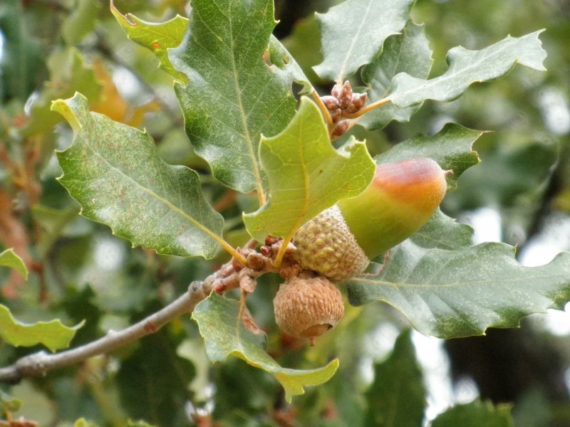 Quercus faginea