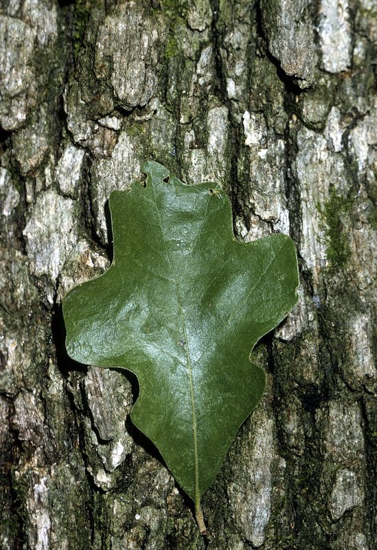 Quercus acuta / японский вечнозеленый дуб (Quercus acuta)