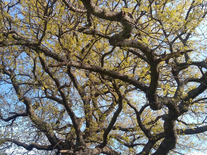 Quercus Austrina