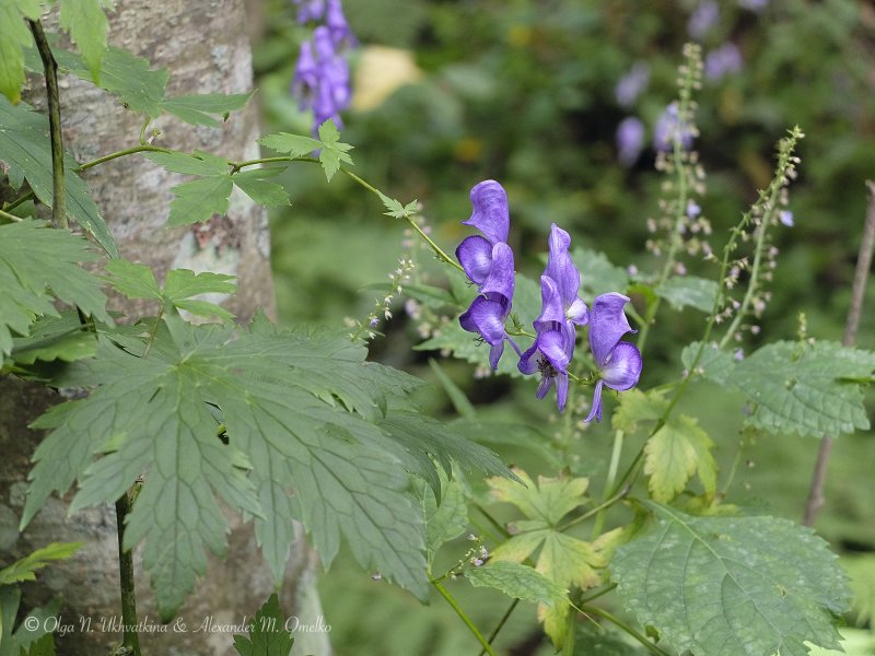 Аконит (Aconitum fischeri)