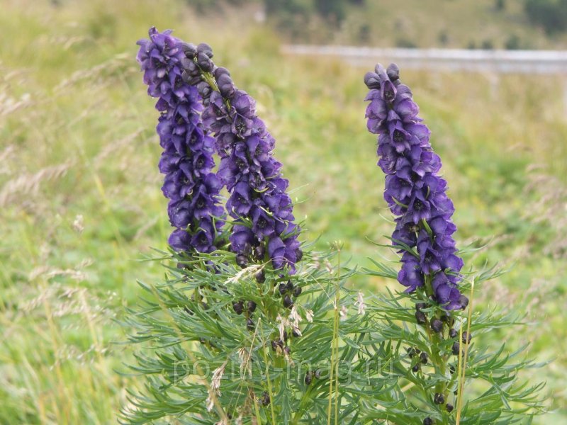 Wolfsbane цветок