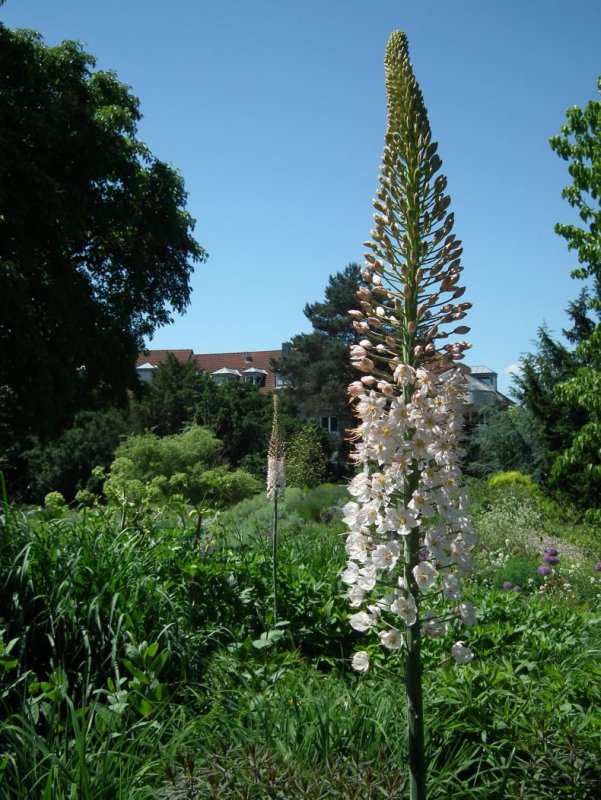 Eremurus tianschanicus