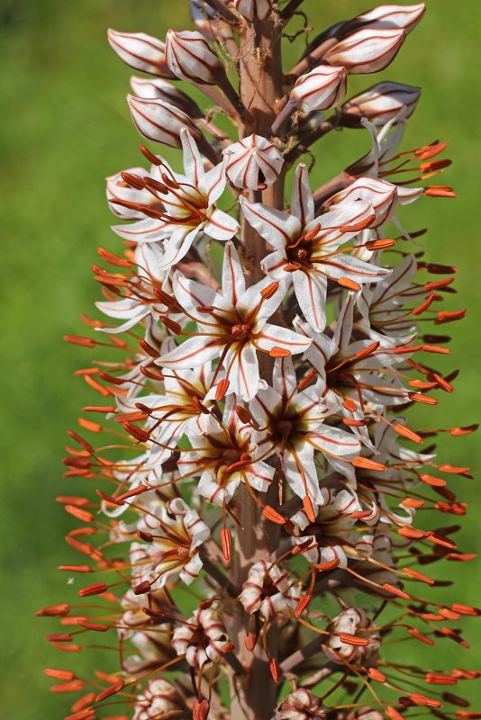 Ширяш (Eremurus) Шелфорд