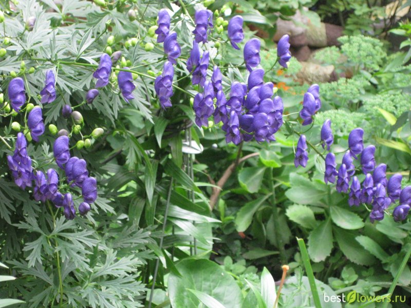 Аконит Фишера Aconitum fischeri 120см