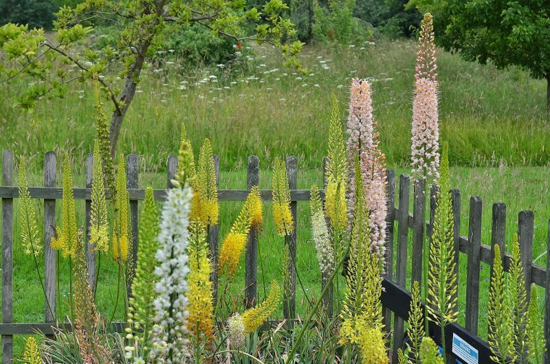 Ширяш (Eremurus) Шелфорд