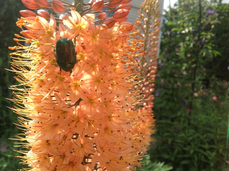 Эремурус (Eremurus) Cleopatra