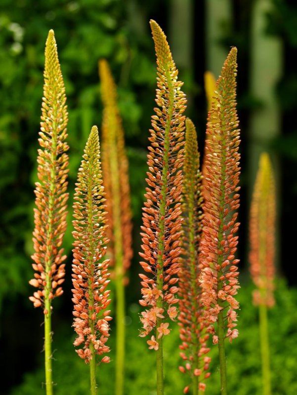 Эремурус Клеопатра Eremurus Cleopatra