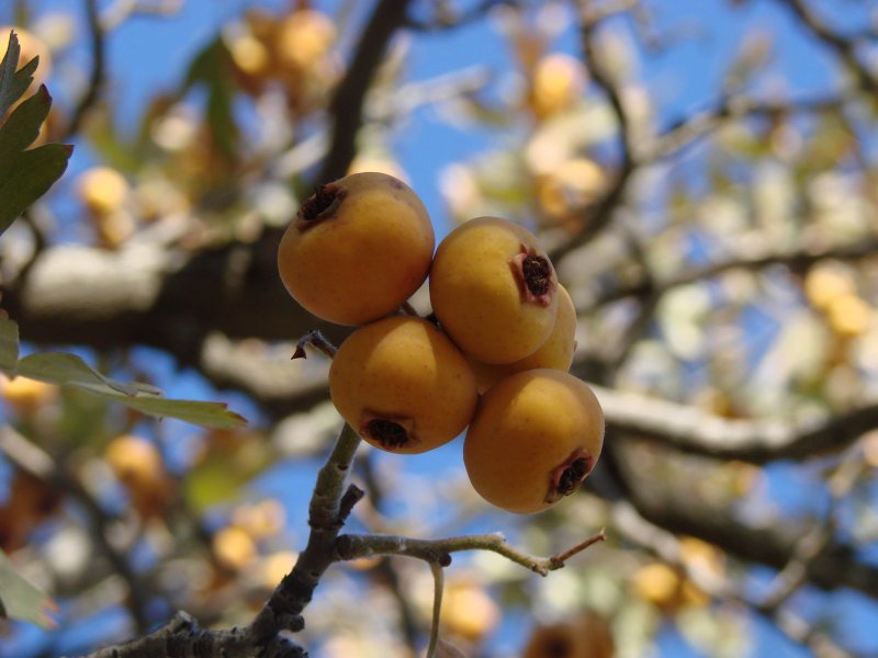 Crataegus Pontica