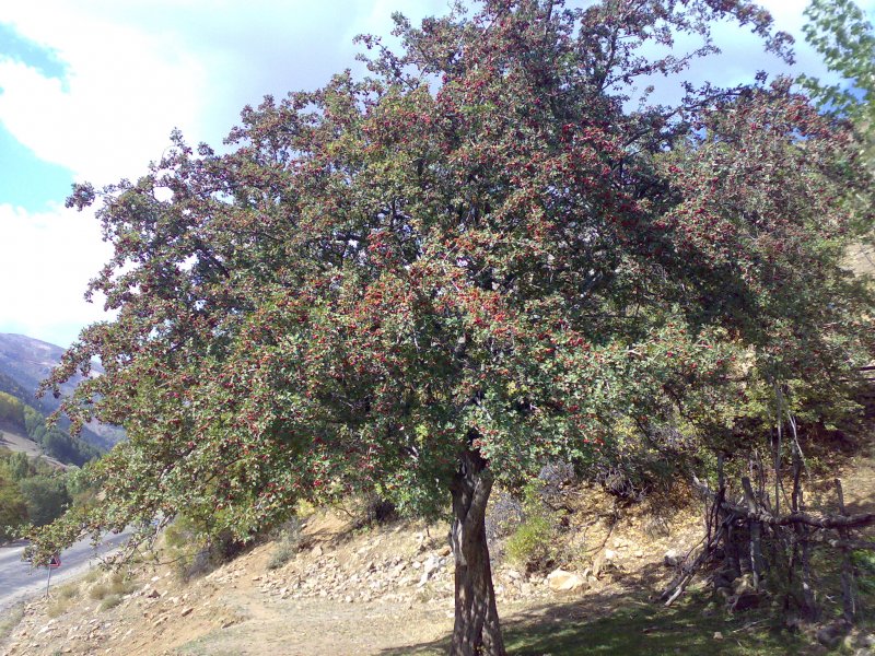 Дулана дарахти