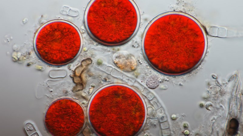 Астаксантин Haematococcus