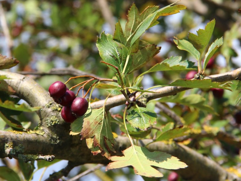 Crataegus Pontica