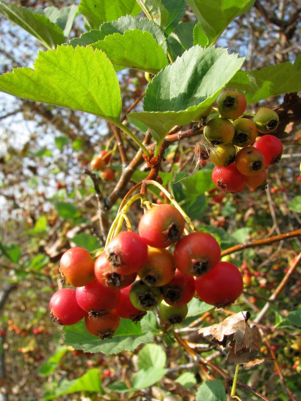 Crataegus raavadensis