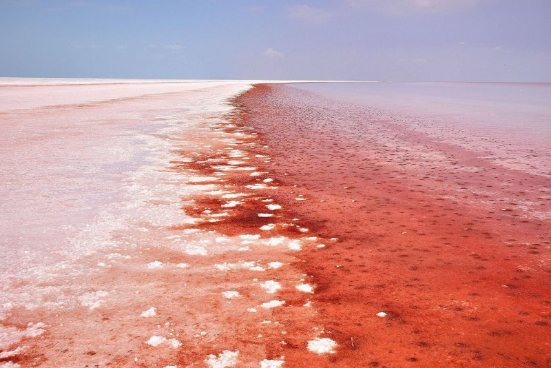 Дуналиелла солоноводная водоросли