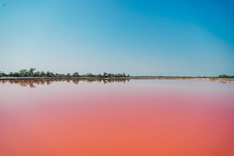Dunaliella Salina фон