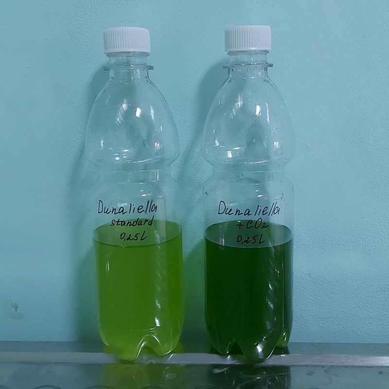 Дуналиелла (Dunaliella Salina)