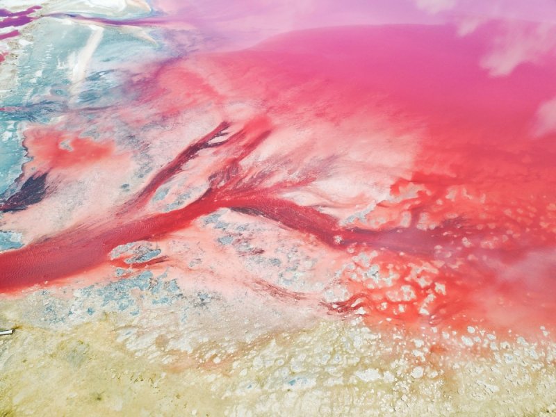 Дуналиелла водоросль