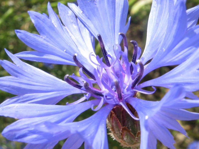 Василёк Донской (Centaurea tanaitica Klok.)
