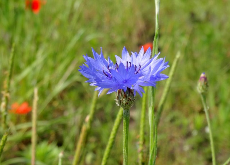 Василек синий Василек Лазоревый (Centaurea cyanus l.)
