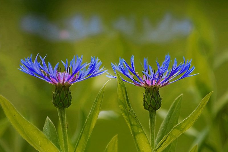 Василёк Донской (Centaurea tanaitica Klok.)