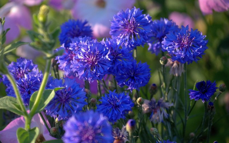 Шампунь с васильком Centaurea cyanus l.