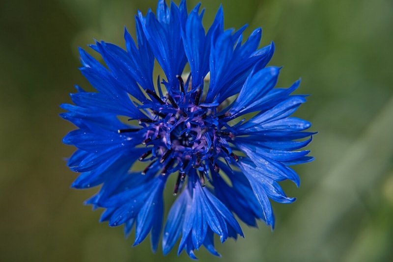 Василёк Донской (Centaurea tanaitica Klok.)