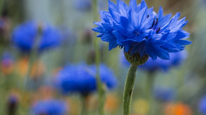 Василек Талиева - Centaurea taliewii