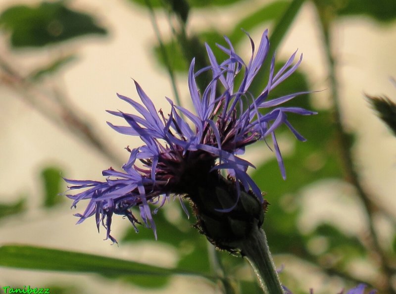 Centaurea Montana Василек