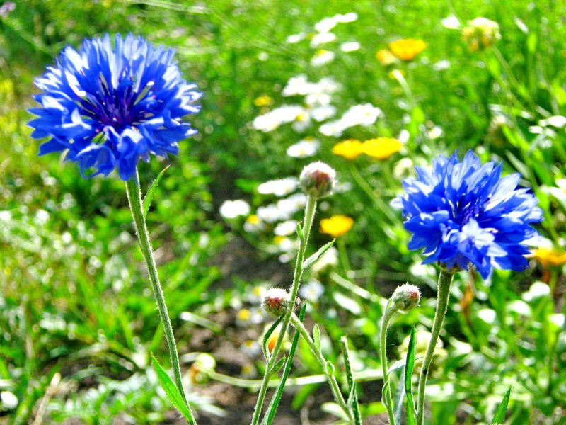 Василёк Сумский Centaurea