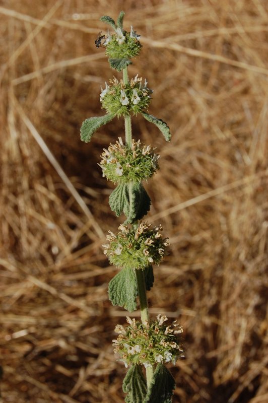 Шандра обыкновенная (Marrubium vulgare l.)