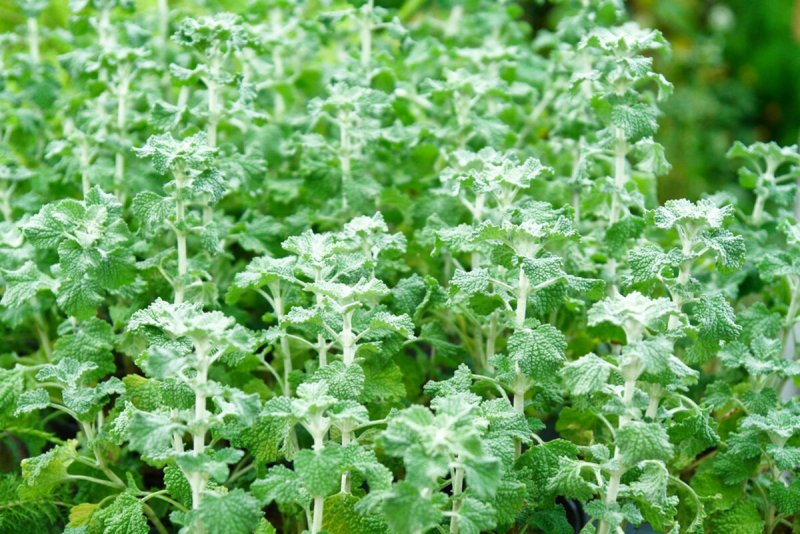 Шандра обыкновенная Marrubium vulgare