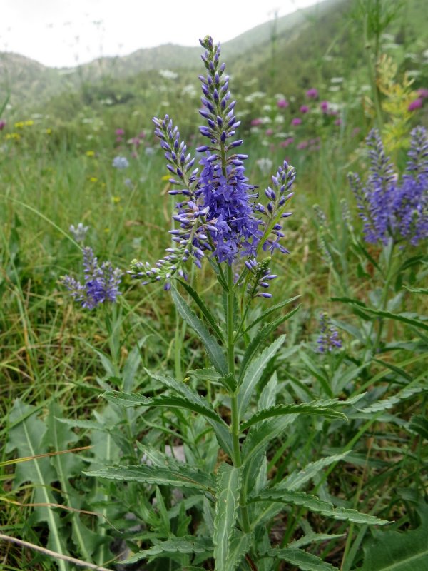 Veronica Spuria