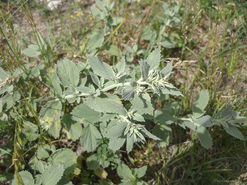 Шандра ранняя (Marrubium praecox Janka.)