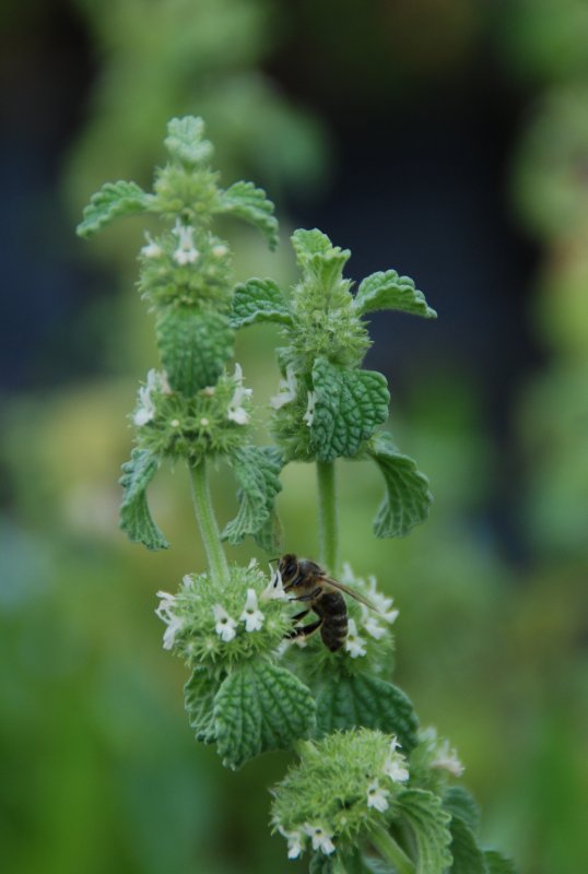 Шандра обыкновенная Marrubium vulgare