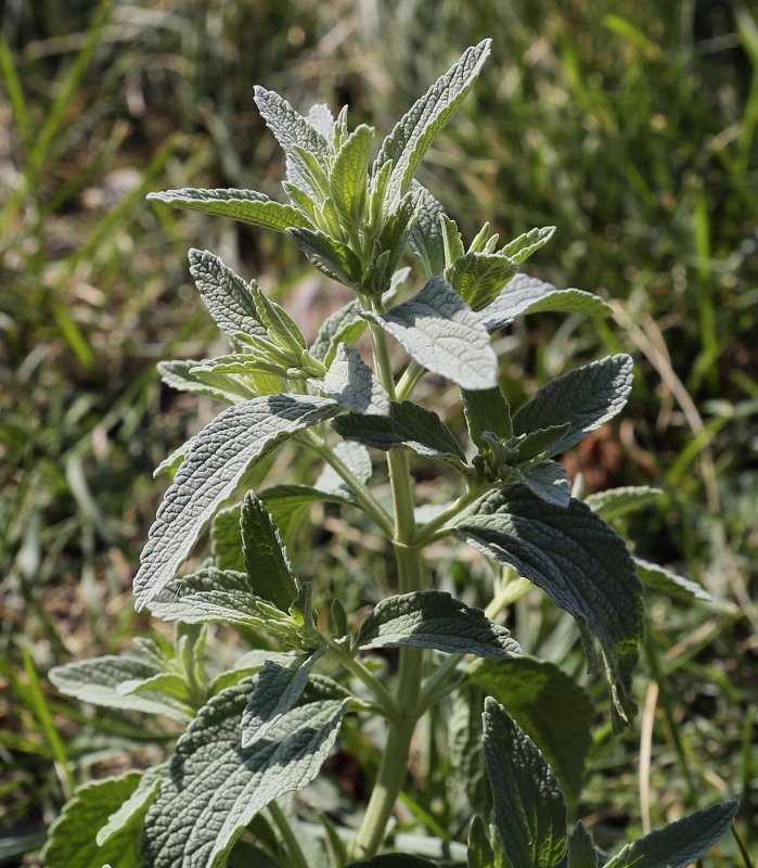 Шандра ранняя (Marrubium praecox Janka.)