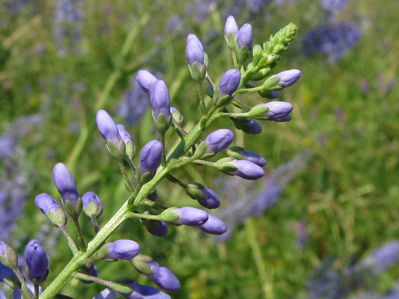 Veronica Spuria