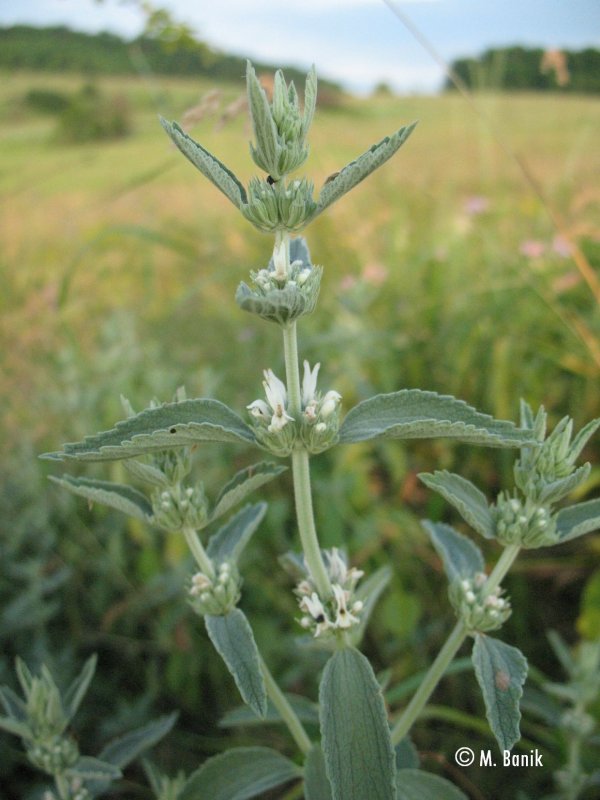 Marrubium praecox