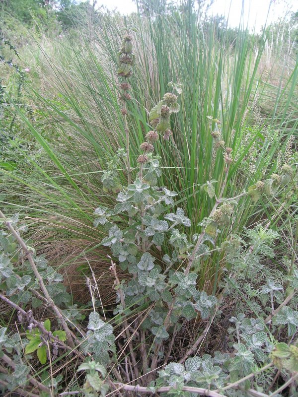 Horehound растение