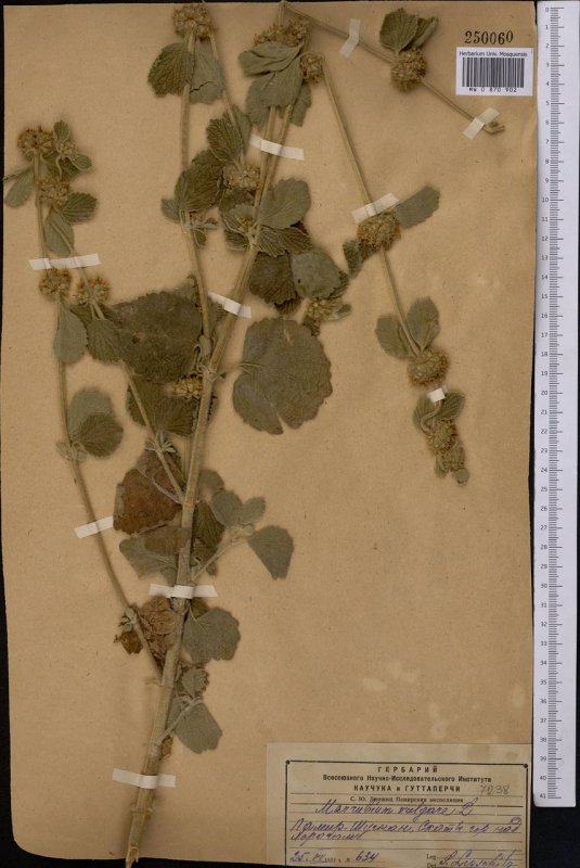 Marrubium vulgare гербарий