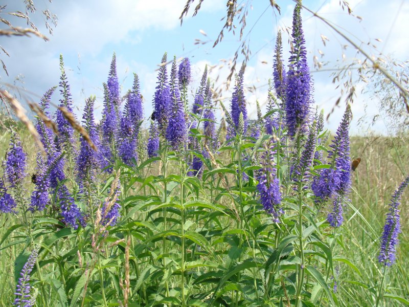 Veronica spicata
