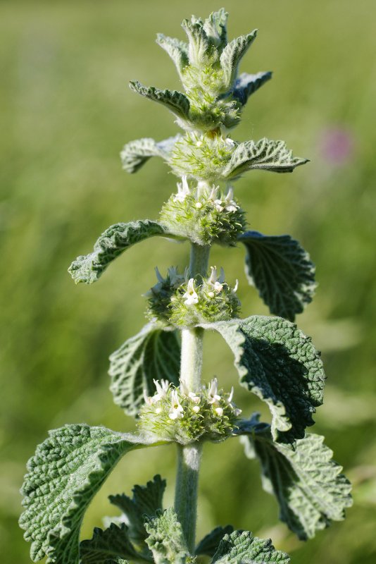 Шандра обыкновенная (Marrubium vulgare l.)