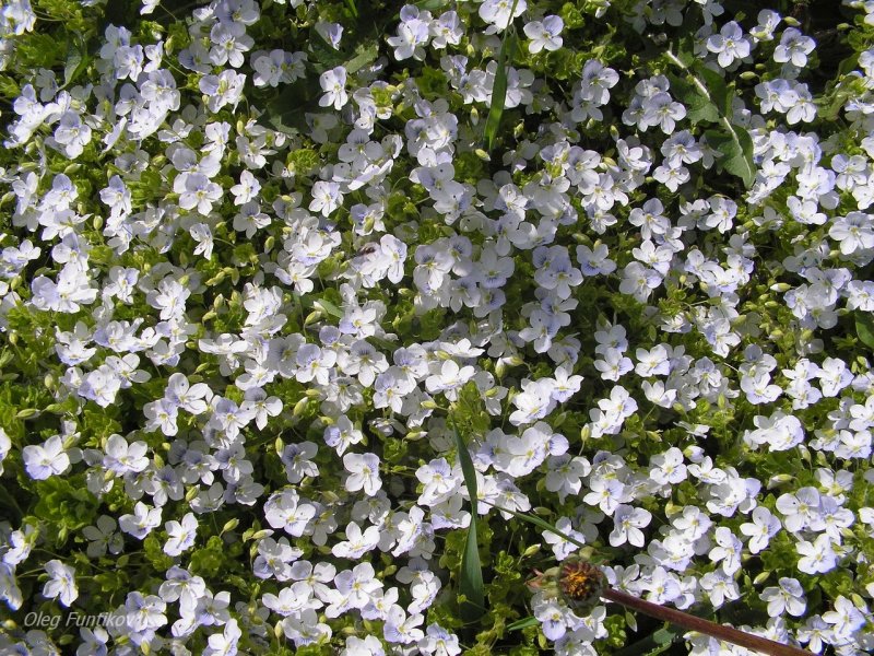 Вероника колосистая - Veronica spicata
