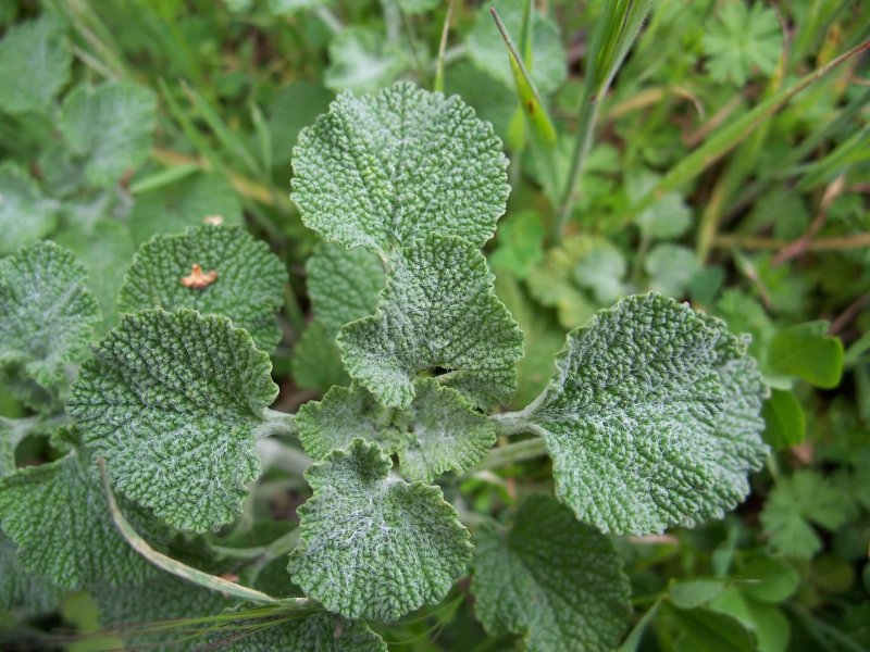 Шандра – Marrubium vulgare