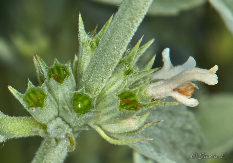 Marrubium peregrinum