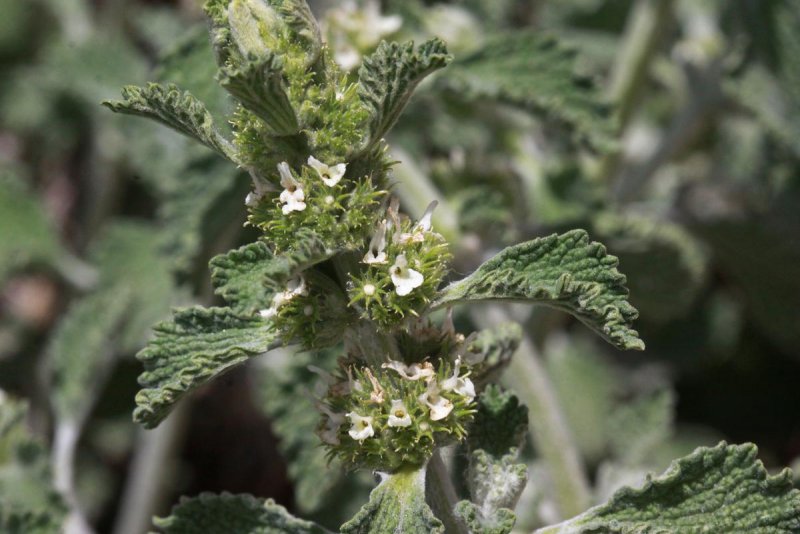 Шандра обыкновенная (Marrubium vulgare l.)
