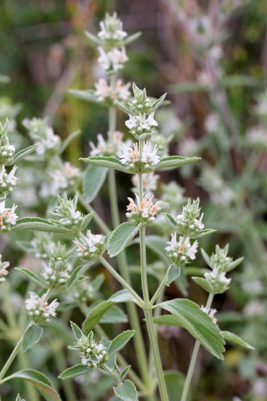 Marrubium praecox