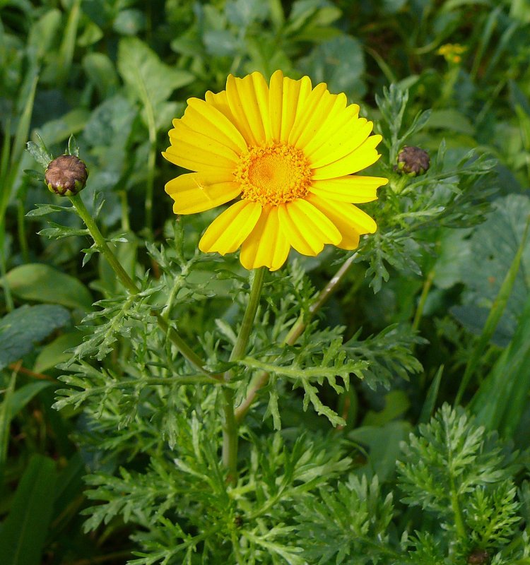 Хризантема увенчанная Chrysanthemum coronarium l.