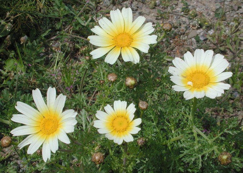 Хризантема увенчанная Chrysanthemum coronarium l.