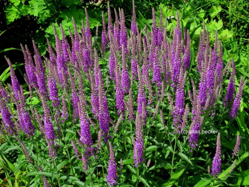 Вероника колосковая (Veronica spicata )